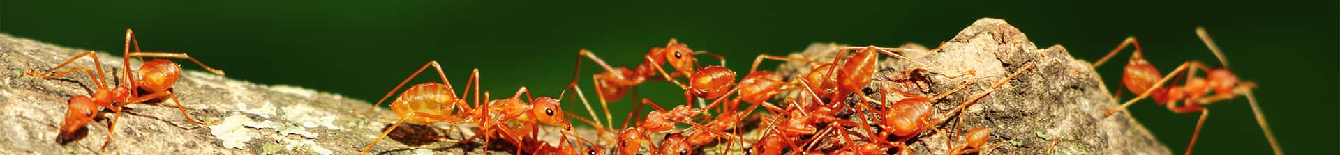 Fire Ants on Mound