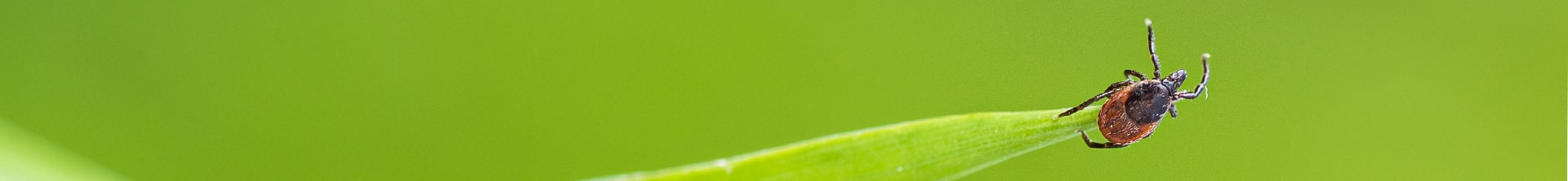 Tick on Blade of Grass