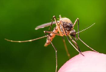 Mosquito Control Knoxville